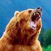 bearmanhands