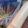 terraroom