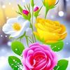 hakimsy1