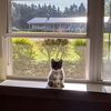 thecatversion