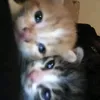 mel_84848