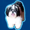 thor_o_shihtzu_ofc