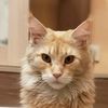 mainecoonsofiakitty3.1