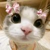 kucing_4283