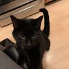 oneblacklapcat