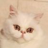 liliet_____