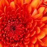 tanweer.ahmad355