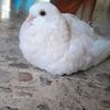 chat_quien_es_este_pavo