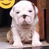 rubble_bulldogingles