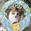 yuzi_11