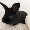 thebunnypit