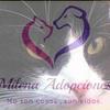 Milena Adopciones Ec