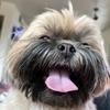 georgetheshihtzu24