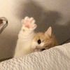 soft.cat_al
