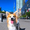 kimchithecorgi