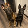 malinois_mania