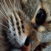 rawrr_722