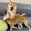 nannhancuahn