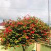 muannibihasyim