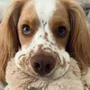 buddy__cockerspaniel