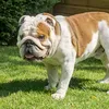 britishbulldog_winston