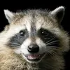 raccoon_440