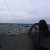 __vikau_