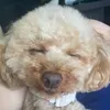 putaputapuutan
