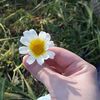 imene_kft