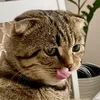 Симба🐈
