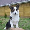 good_dogs_from_family