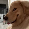 lalalajahwhhehe