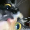 _honbugs