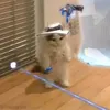 gurkidiegurkeswag