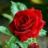 surihati86