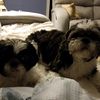 peanutbutter_jelly11700
