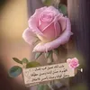 seekhelp2