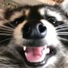 racoon_account