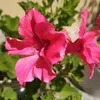 florkrie
