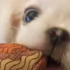 cannon_kyle
