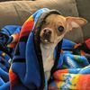 pitbullchihuahualover