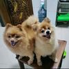 xue_cien