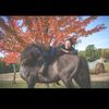 callmecowgirl77