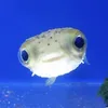 seabluemoonfish