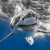 whiteshark3575