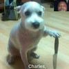 charleshammonds51