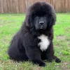 gilbert_the_newfoundland