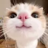 kim_chvann.1412