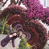 hannah_bunches