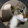 kecodonhatiktok_www